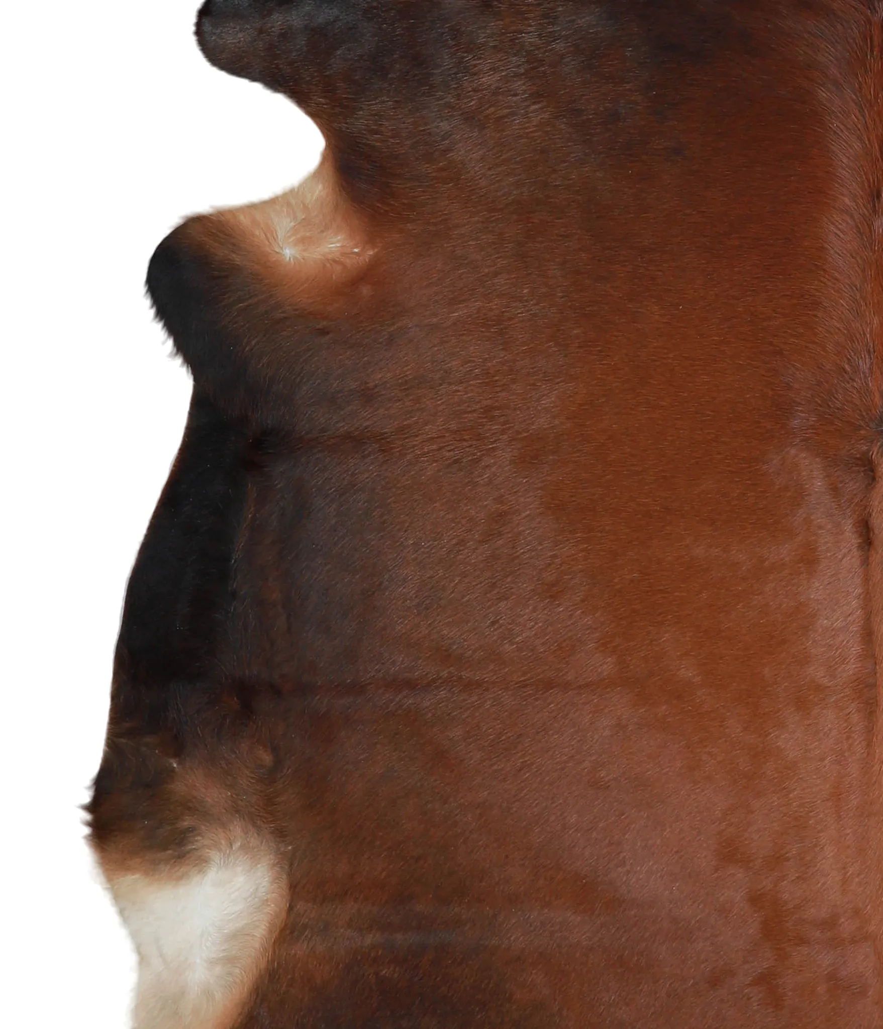 Warm Caramel X-Large Brazilian Cowhide Rug 6'2"H x 6'8"W #A21623 by Hudson Hides